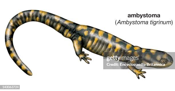 Tiger Salamander .
