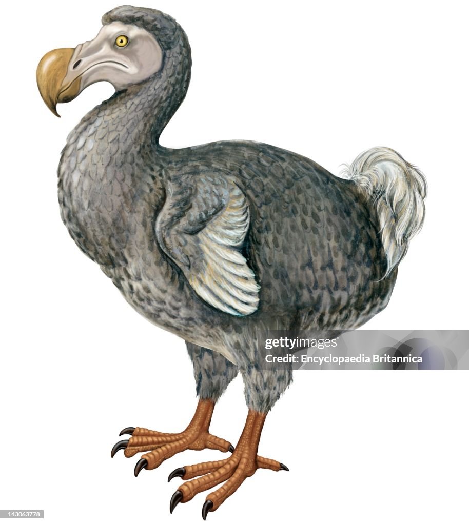 Dodo (Raphus Cucullatus)