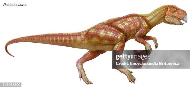 Psittacosaurus, "Parrot Lizard," Early Cretaceous Dinosaur, Small Herbivore With A Short Head, Parrotlike Beak And Cheek Horns.