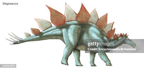 Stegosaurus, "Roof Lizard," The Largest Known Plated Dinosaur, Lived During The Late Jurassic Period.