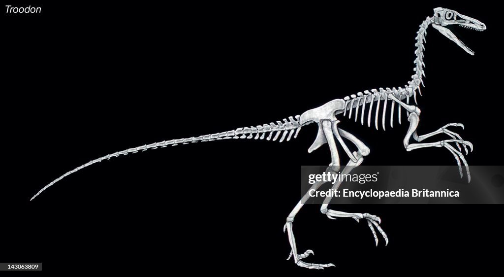 Skeleton Of The Dinosaur Troodon, A Late Cretaceous Birdlike Predator With Large Eyes And A Relatively Large Brain.