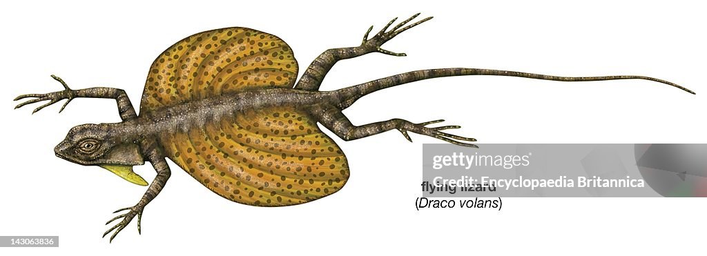 Flying Lizard (Draco Volans)