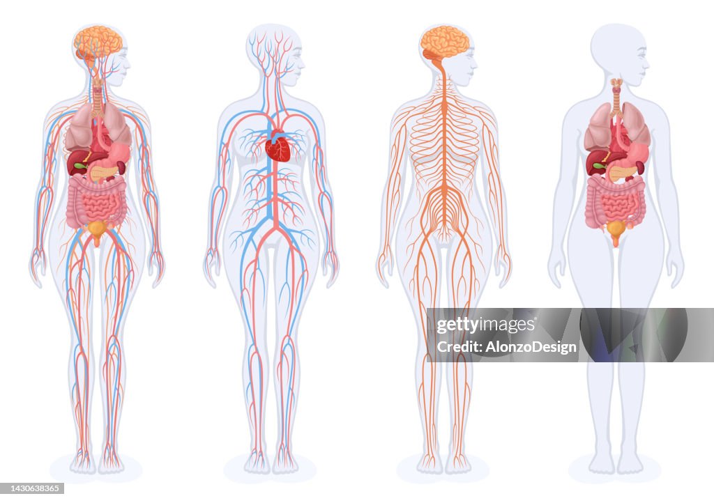 Menschliche innere Organe, Kreislaufsystem und Nervensystem. Weiblicher Körper.