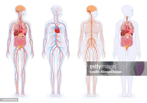 menschliche innere organe, kreislaufsystem und nervensystem. weiblicher körper. - blood flow stock-grafiken, -clipart, -cartoons und -symbole