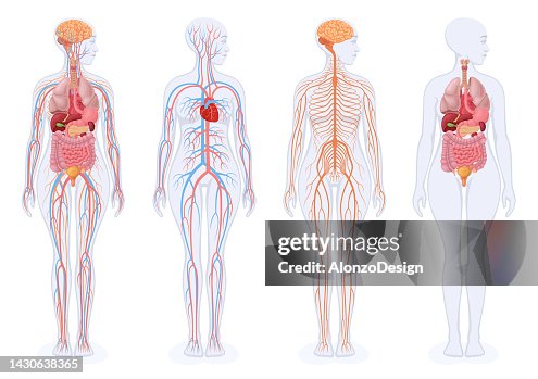 Human internal organs, circulatory system and nervous system. Female Body. Human internal organs, circulatory system and nervous system. Female Body.