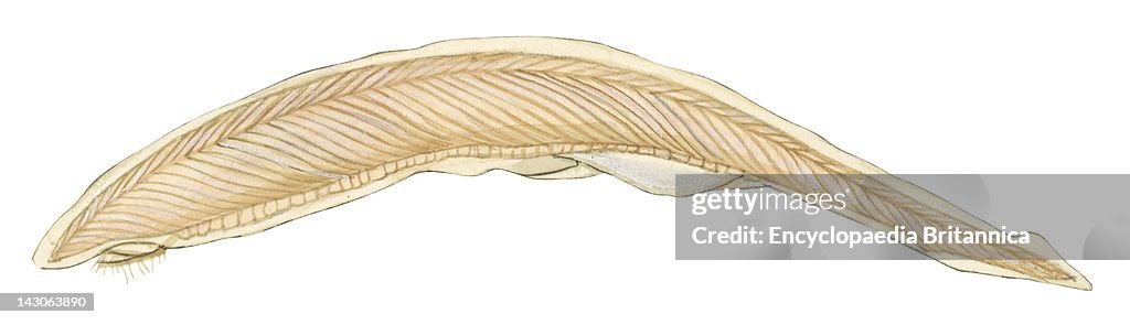 Amphioxus