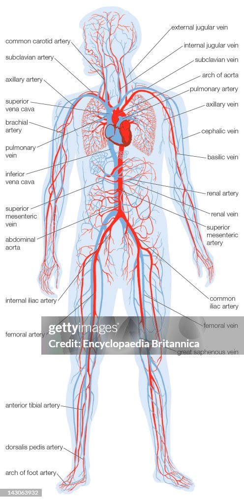 Silhouette Of The Human Body Showing The Location And Extent Of The Heart And Vascular System.