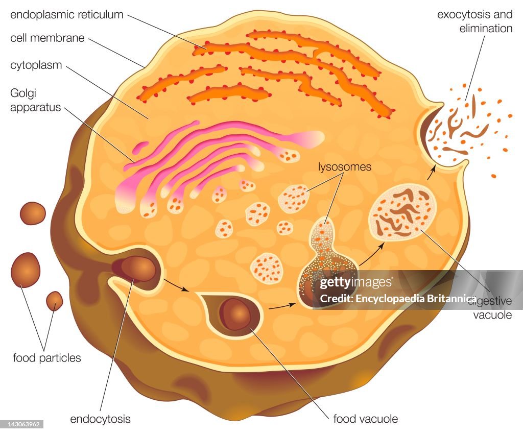 Diagram Illustrating Intracellular Digestion And The Role That Lysosomes Play In The Absorption And Expelling Of Food Particles.