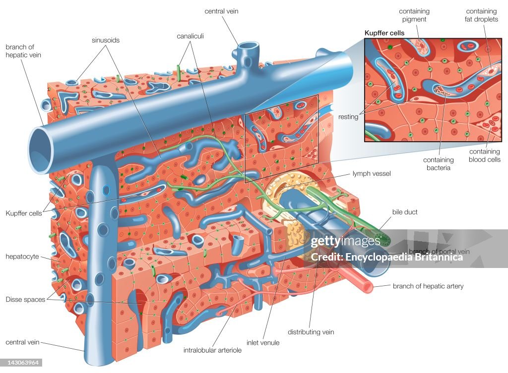 Liver Structure Schema