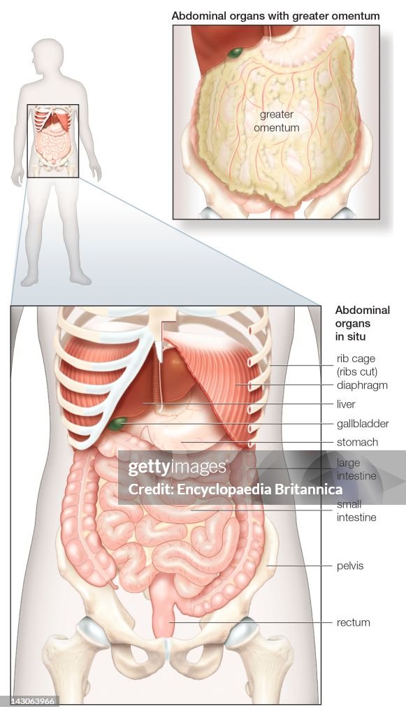 Diagram Of The Human Abdominal Cavity, Showing The Digestive Organs In Situ, As Well As Covered By The Omentum