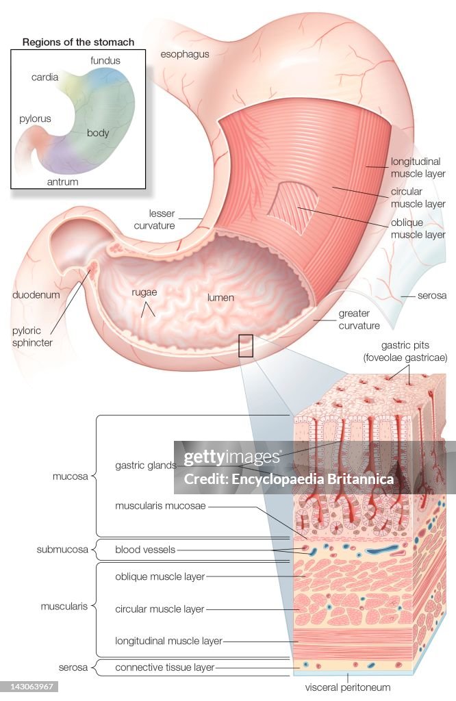 Diagram Showing The Mucosa And Musculature Of The Human Stomach Plus Insets Of Histology And Regions