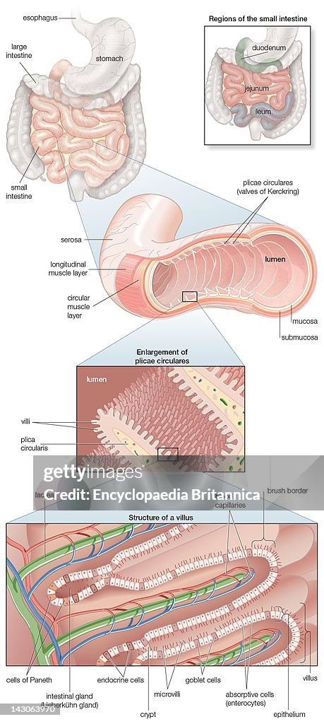 Diagram Of The Human Small Intestine, With Insets Of Musculature, Mucosa Histology And Its Regions In Situ
