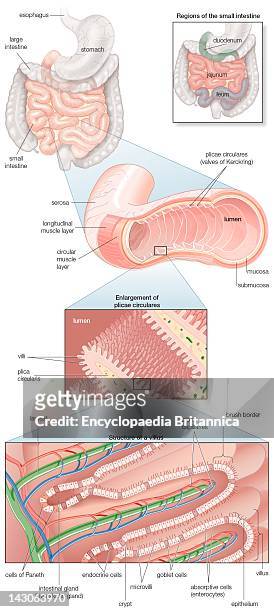 Diagram Of The Human Small Intestine, With Insets Of Musculature, Mucosa Histology And Its Regions In Situ.