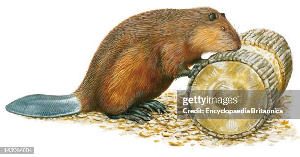 Beaver Gnawing On A Log .