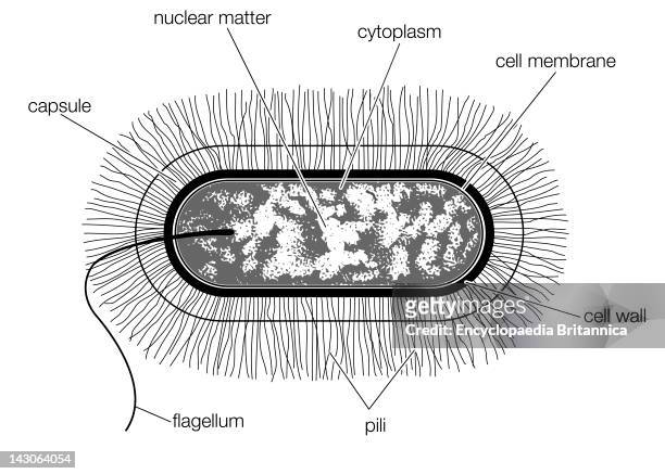 Schematic Drawing Of The Structure Of A Typical Bacterial Cell Of The Bacillus Type.