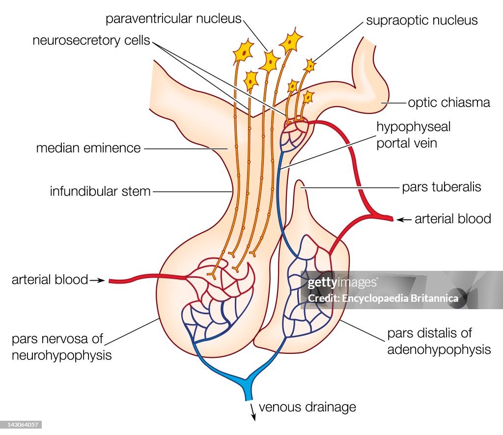 The Mammalian Pituitary Gland, Showing The Anterior Lobe (Adenohypophysis) And Posterior Lobe (Neurohypophysis).