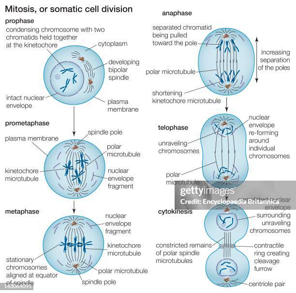 36 Mitosis Diagram Stock Photos, High Biology Diagrams