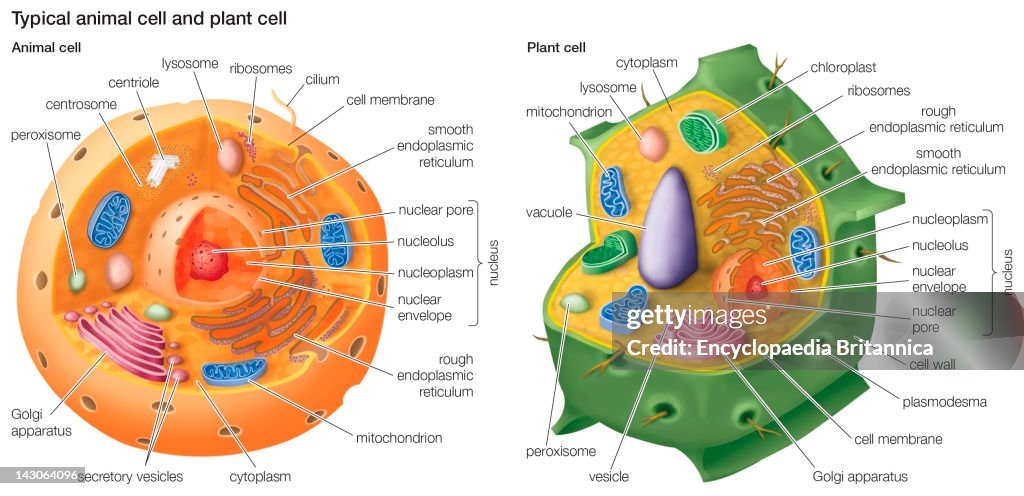 Typical Animal Cell And Plant Cell. News Photo - Getty Images