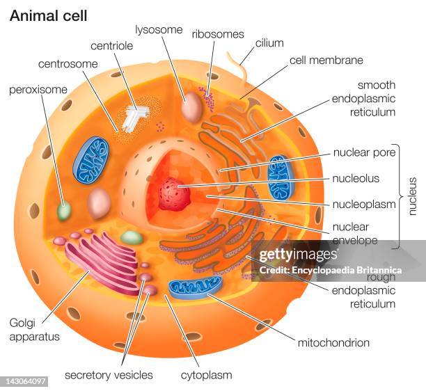 Cutaway Drawing Of A Eukaryotic Animal Cell.