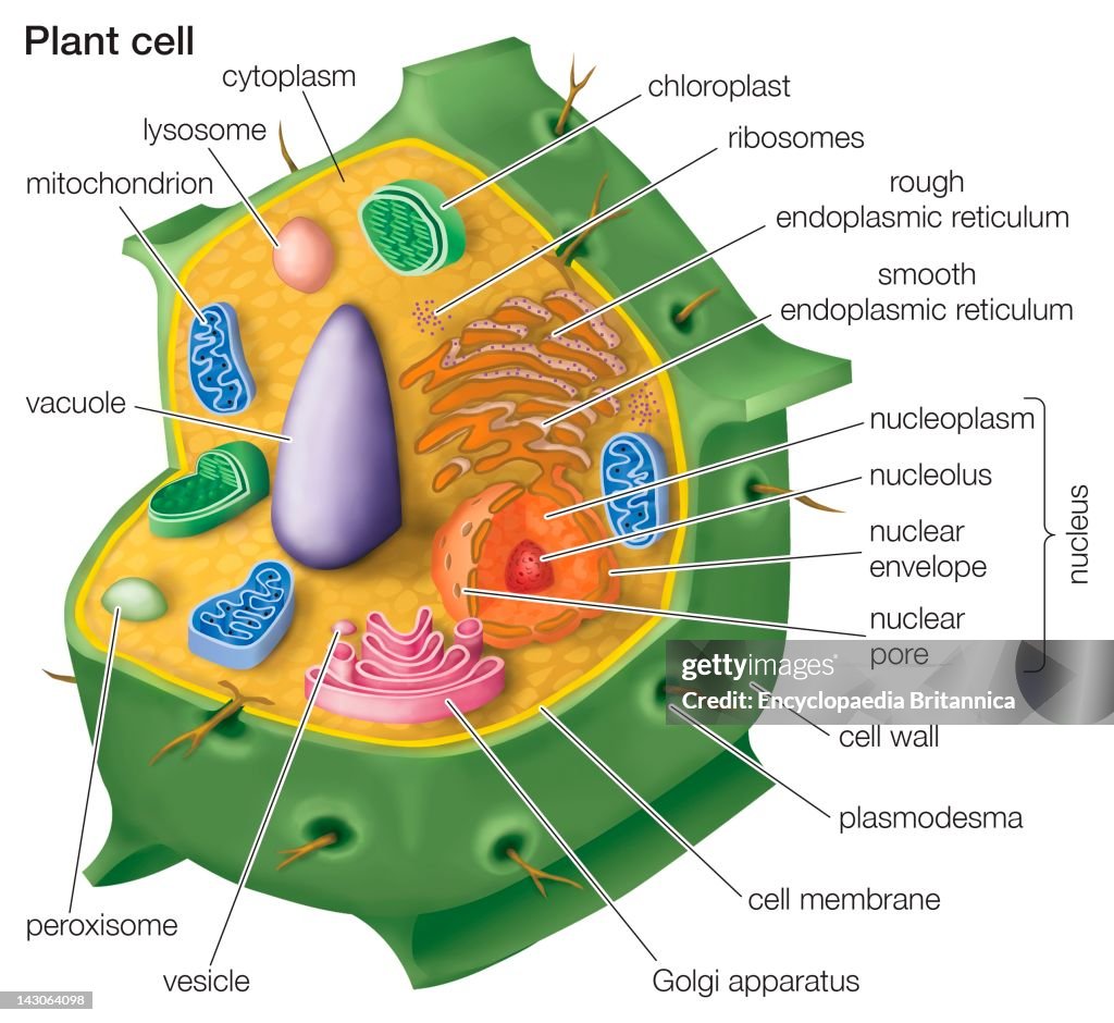 Cutaway Drawing Of A Eukaryotic Plant Cell. News Photo - Getty Images