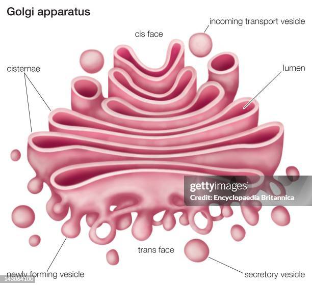 The Golgi Apparatus, Or Complex, Plays An Important Role In The Modification And Transport Of Proteins Within The Cell.