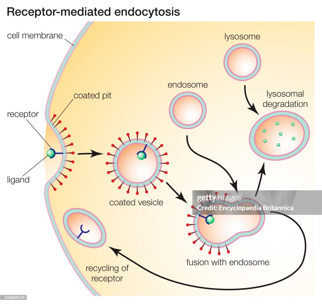 Receptor-Mediated Endocytosis Enables Cells To Ingest Molecules Such As Protein That Are Necessary For Normal Cell Functioning.