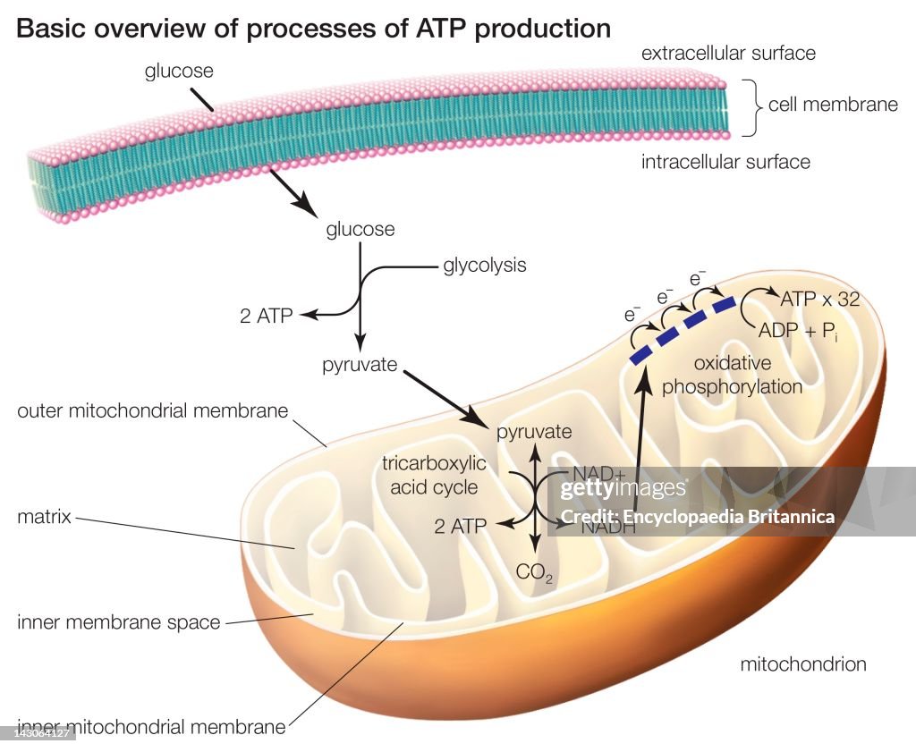 The Three Processes Of Atp Production Include Glycolysis, The Tricarboxylic Acid Cycle, And Oxidative Phosphorylation.