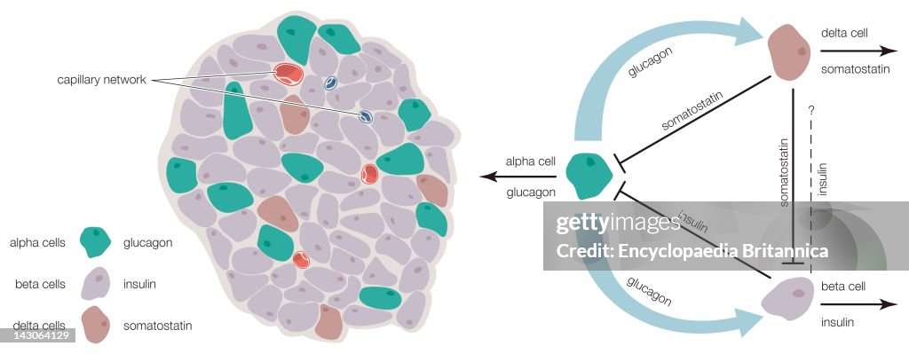 The Islets Of Langerhans Contain Alpha, Beta, And Delta Cells That Produce Glucagon, Insulin, And Somatostatin, Respectively.
