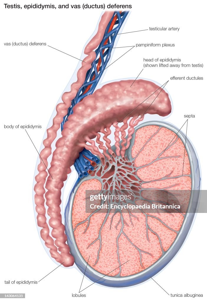 Th Human Male Reproductive Organs: Testis, Epididymis, And Ductus Deferens (Vas Deferens).