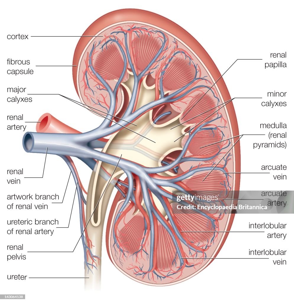 Cross Section Of The Right Kidney Showing The Major Blood Vessels.