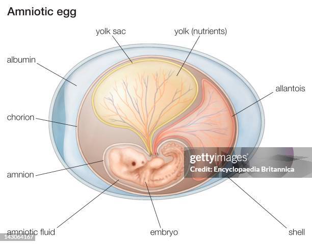 Amniotic Egg.