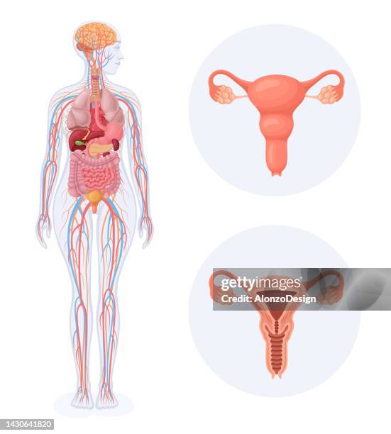 human female body with internal. female reproductive system. - woman intestine stock illustrations