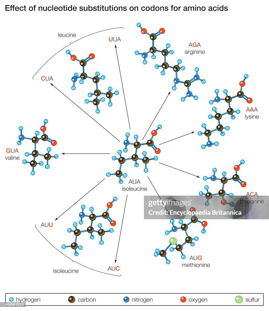Point Mutations. How Changes In One Nucleic Acid Of A Triplet Lead To Different Amino Acids In The Protein.