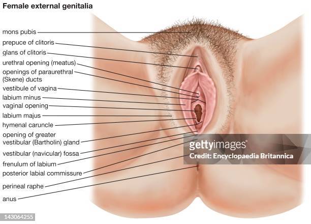 The Human Female External Genitalia.