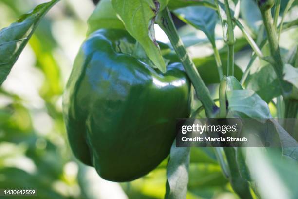 green bell peppers in the home vegetable garden - bell pepper stockfoto's en -beelden