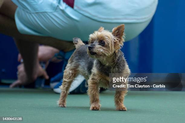 August 27. Serena Williams' dog Chip during a practice session on Arthur Ashe Stadium in preparation for the US Open Tennis Championship 2022 at the...