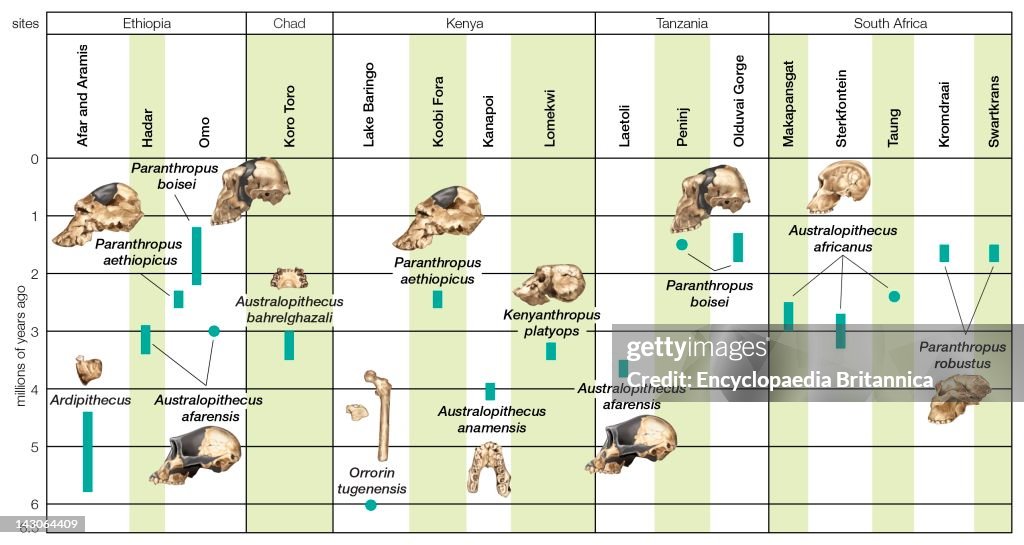 Archaeological Timescale Combining Chronological And Geographic Information About Australopith Fossils.