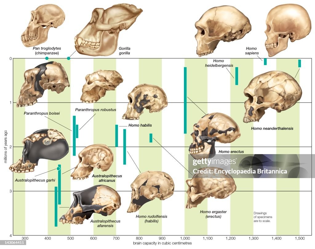 The Increase In Hominin Cranial Capacity Through Various Species Over Time.