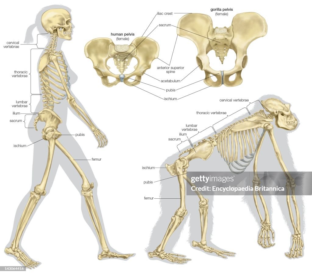 The Skeletal Structures Of A Human Being And Of A Gorilla.