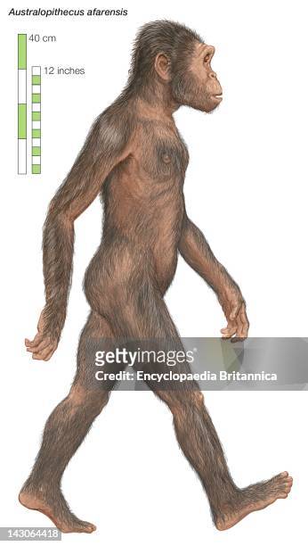 Australopithecus Afarensis, The "Southern Ape," Which Lived From 3.8 To 2.9 Million Years Ago.