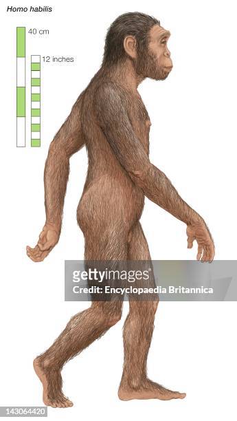  fotos e imágenes de Homo Habilis Prehistoric Man