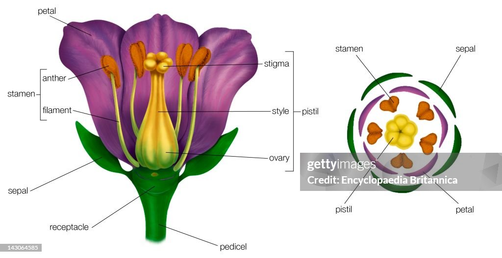 Generalized Flower With Parts (Left); Diagram Showing Arrangement Of Floral Parts In Cross Section At The Flower'S Base (Right).