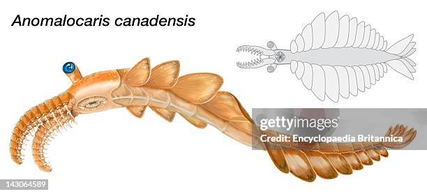 Sketch Of Anomalocaris Canadensis, Members Of The Genus Anomalocaris Were The Largest Marine Predators Of The Cambrian Period.