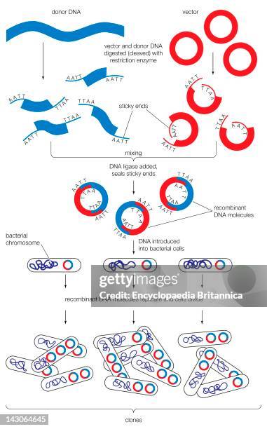 The Steps Involved In The Engineering Of A Recombinant Dna Molecule.