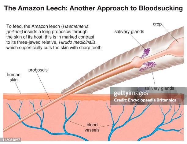 To Feed, The Amazon Leech Inserts A Long Proboscis Through The Skin Of Its Host.