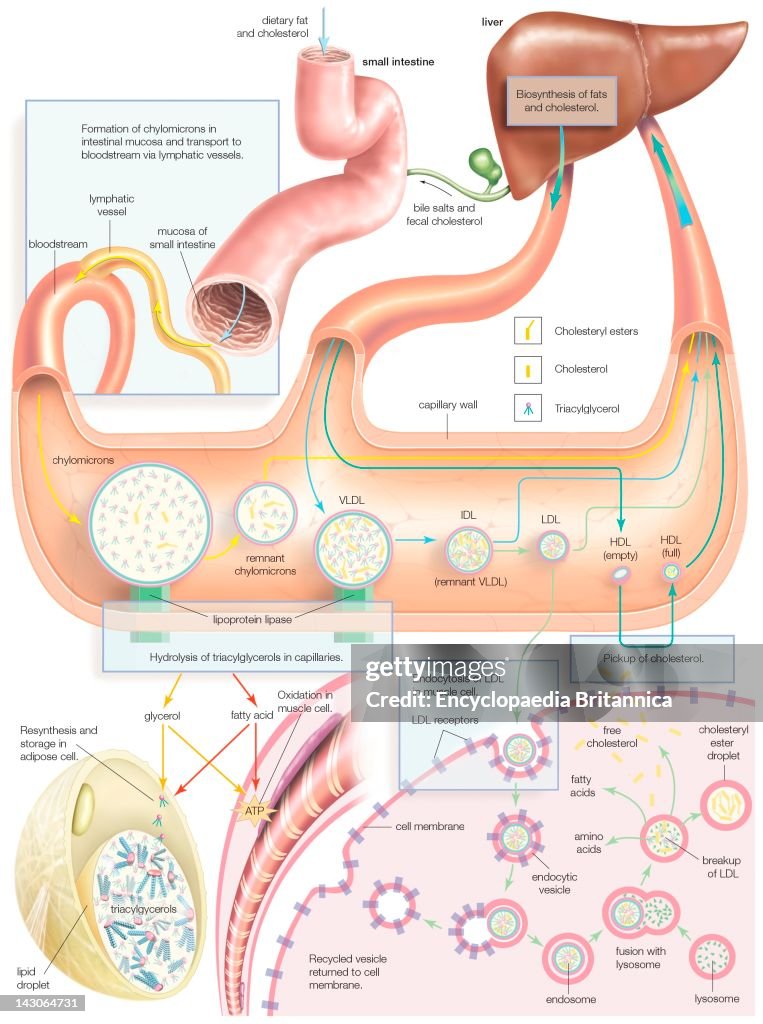 Synthesis Of Lipoprotein Complexes In The Small Intestine, Liver, And Bloodstream, As Well As Delivery To Peripheral Tissues.