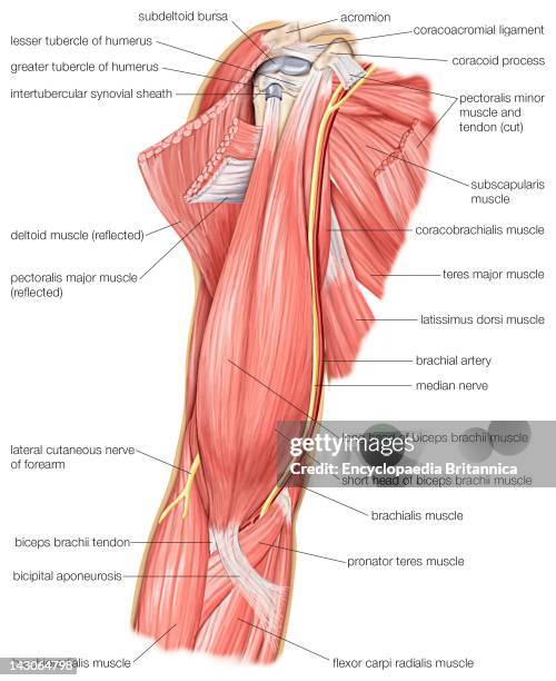 The Muscles Of The Human Upper Arm, As Well As The Cutaneous Nerve And Median Nerve.