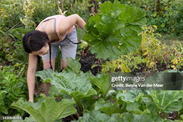 woman is picking rhubarb in allotment. - ent stockfoto's en -beelden