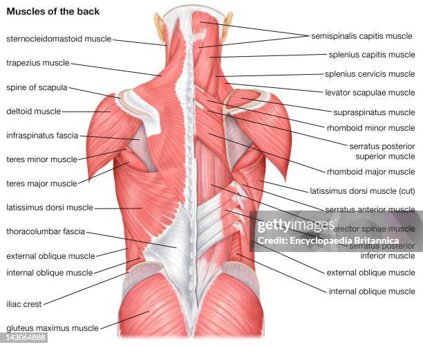 The Muscles Of The Human Back.