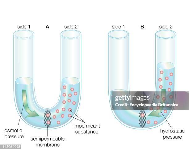 Diffusion Interactive Water 48 Liquid Diffusion Stock Photos, High-Res Pictures, and Images - Getty ...